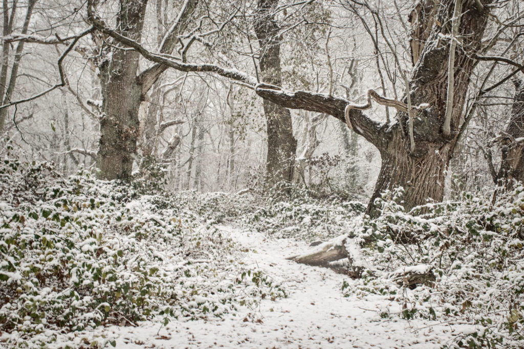 Taken in Hanbury Woods, Bromsgrove on December 8th - Hathway Creative